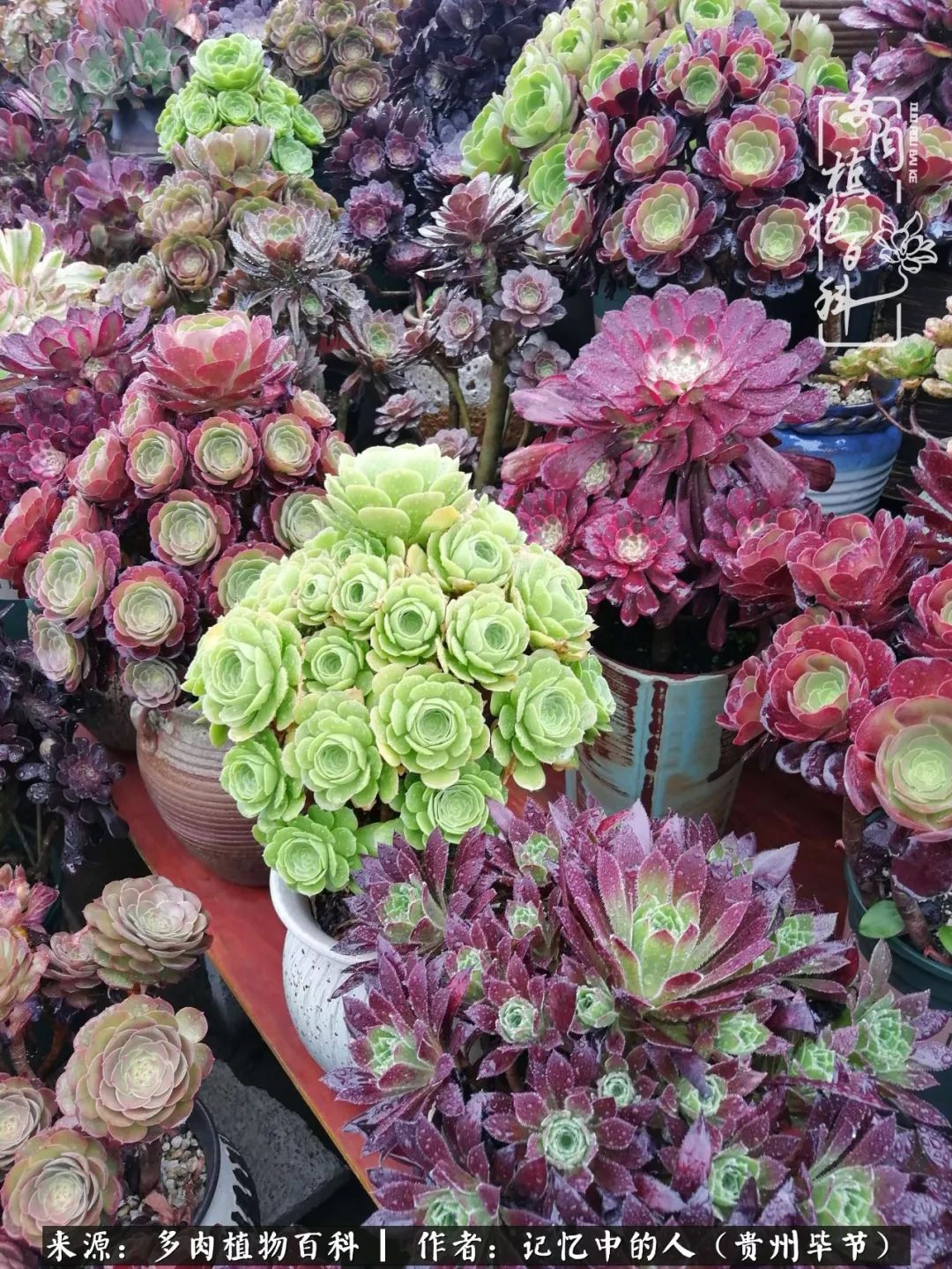 我心中的玫瑰原唱,我心中的玫瑰全部歌曲