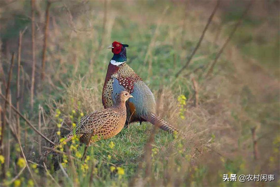 野鸡高产技术视频,野鸡培育技术