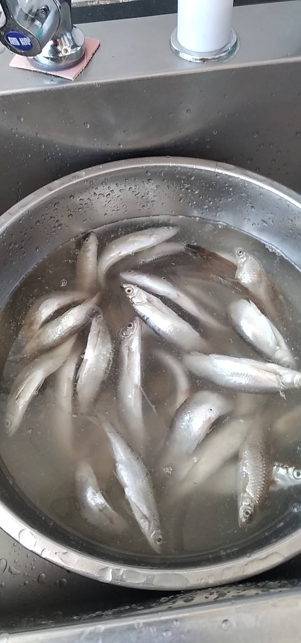 水库钓鱼小杂鱼太闹了怎么钓,对付小鱼闹窝的钓鱼技巧