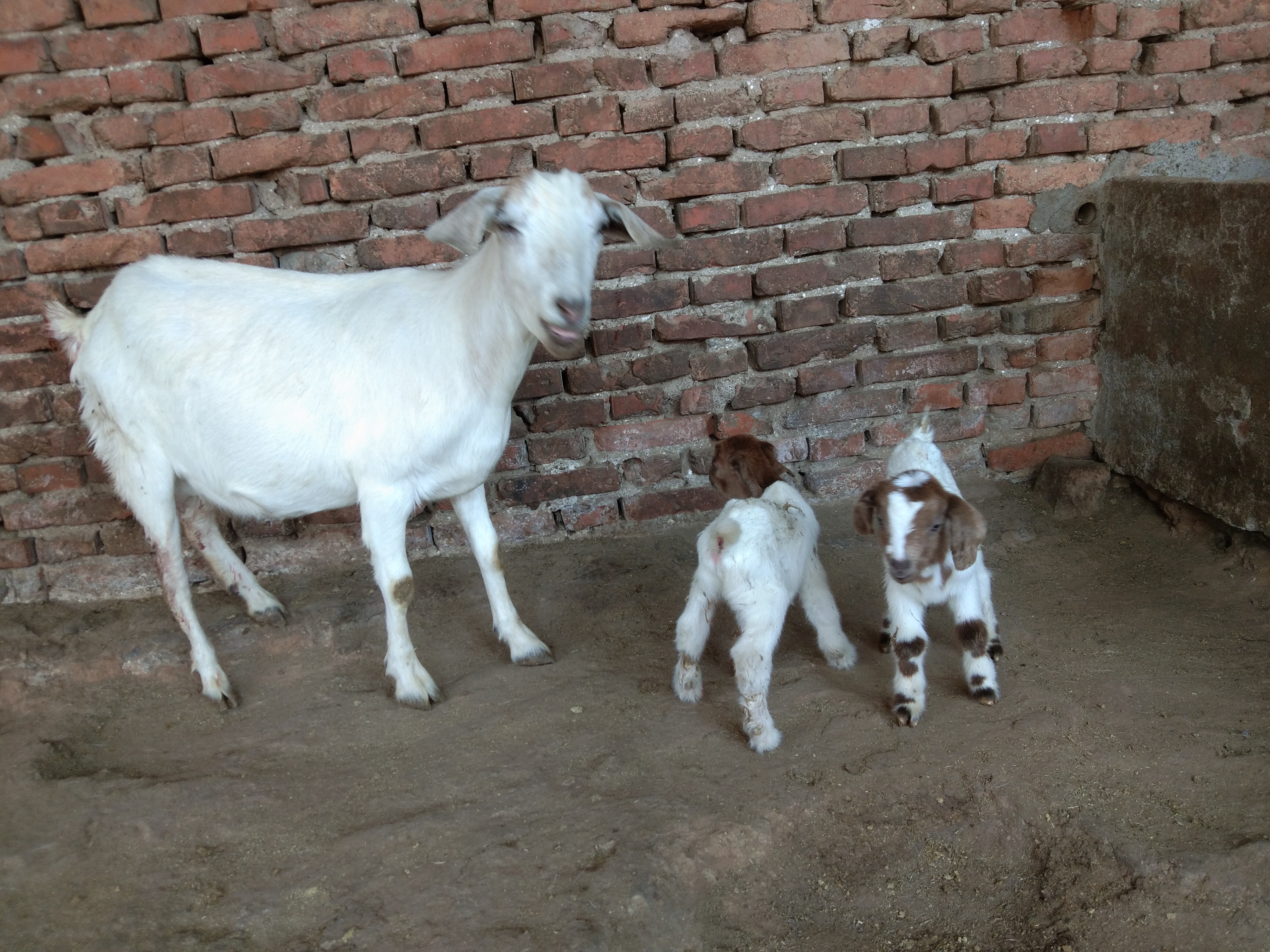 养羊技术小羊没奶吃什么,母羊不认小羊怎么办妙招