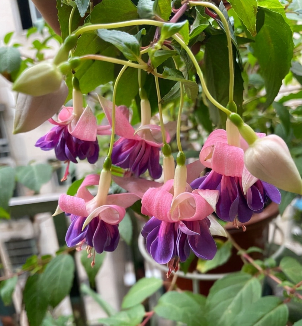 常见花卉养殖总汇,各种花卉植物养殖方法??