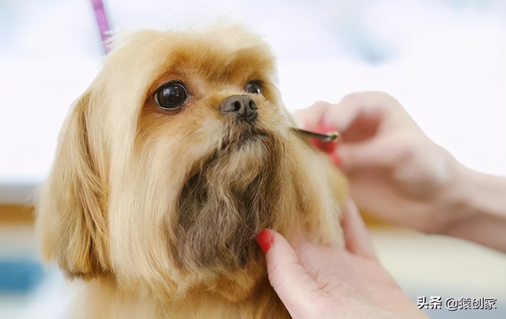 宠物美容行业哪个国家发达,宠物美容行业是怎么回事