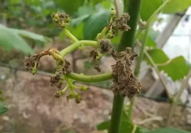 葡萄膨果期发生灰霉病,葡萄灰霉病对照图