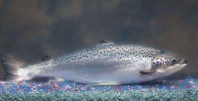 世界上真的存在蜘蛛侠吗,人类有可能变成蜘蛛侠吗