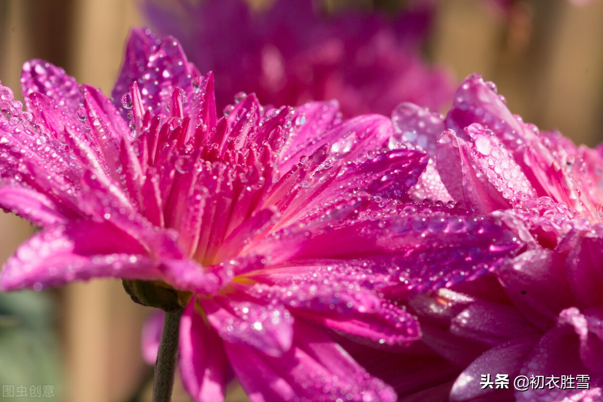 寒露最美的十首诗,寒露节气最经典诗句