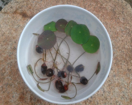 夏天怎么养花才不会绿根,盆景荷花春天怎样养护