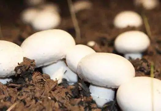 白蘑菇吃法大全,白蘑菇菜品