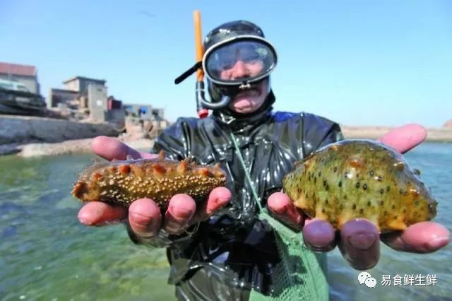 海参那么贵真的有营养吗,海参多少钱一斤为什么这么贵