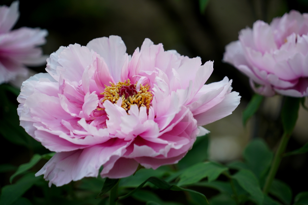 牡丹花；青山吹奏《太湖美》（C调）半音阶口琴演奏