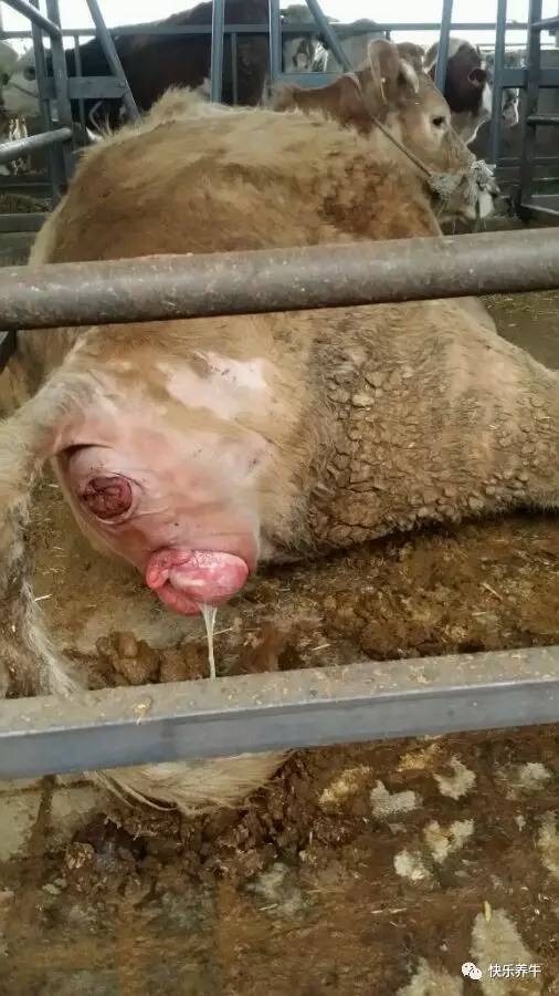 母牛产后胎衣不出来怎么处理,母牛产后胎衣不下解决方案