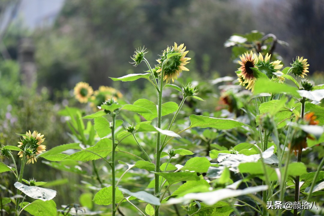 这个夏天我在花园里种向日葵|园丁