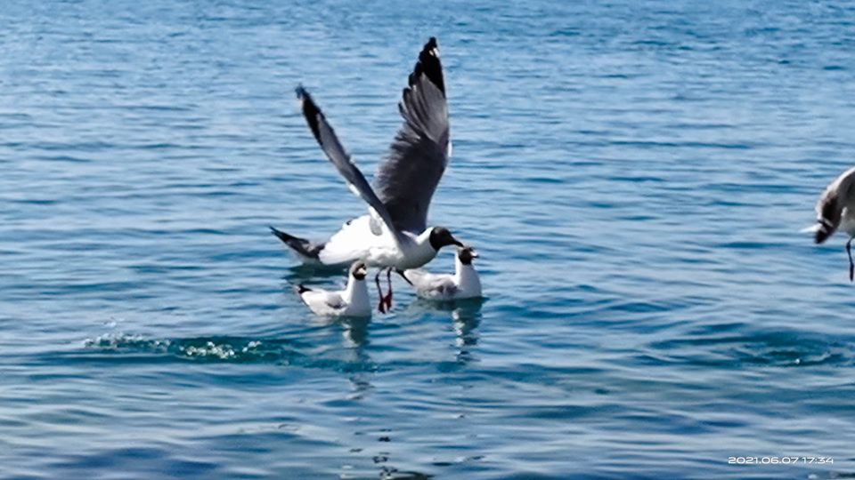 大西北札记,大西北之旅青海湖8月