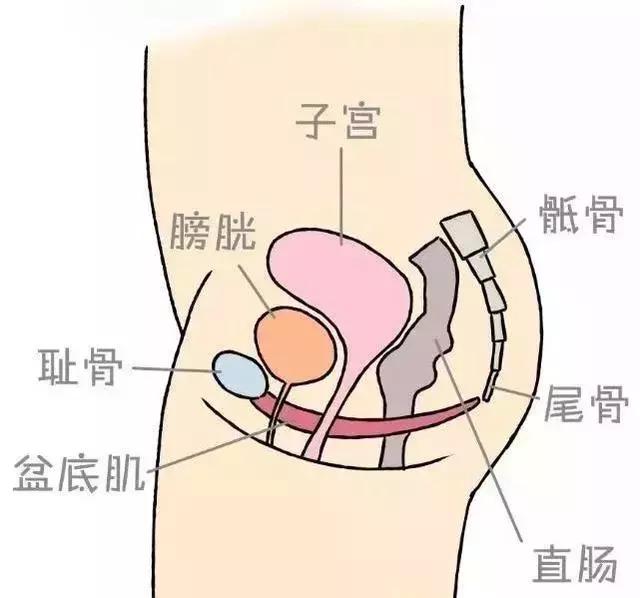 男怕前列腺有事，女怕阴道松弛！一个小动作能治也能防，便秘、痔疮也用得上