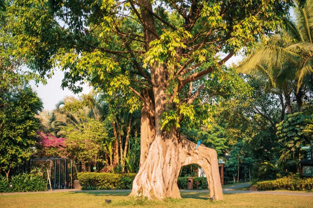 西双版纳蓝孔雀江景主题酒店,西双版纳告庄双景酒店攻略