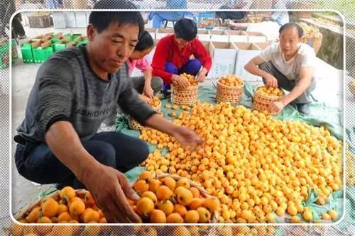 自主创业致富的门路,农村创业致富门路有哪些