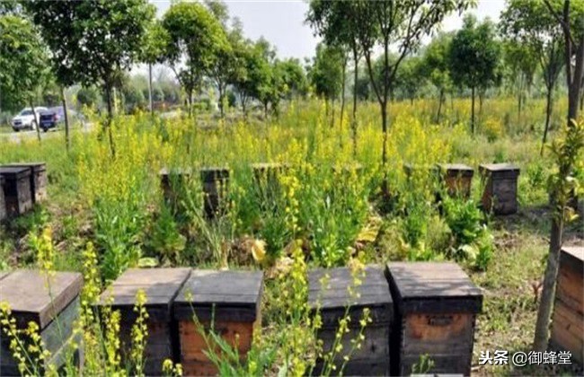 怎样才能养好蜜蜂和繁育蜂王,怎样才能养好蜜蜂视频