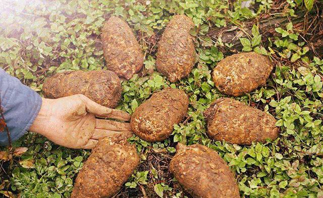 云南十六个州市的代表特色菜,云南省16州市特产排名