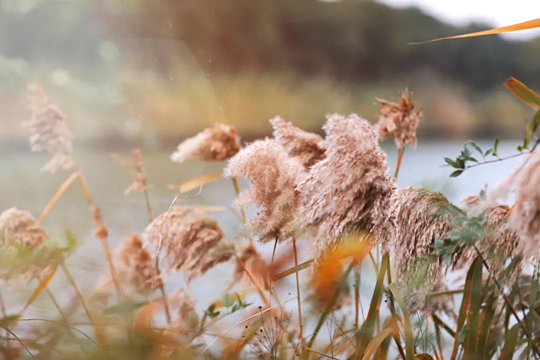 闃虫緞婀栨矙瀹舵禍鐖婇浮,涓轰簡澶ч椄锜规潵鍒伴槼婢勬箹