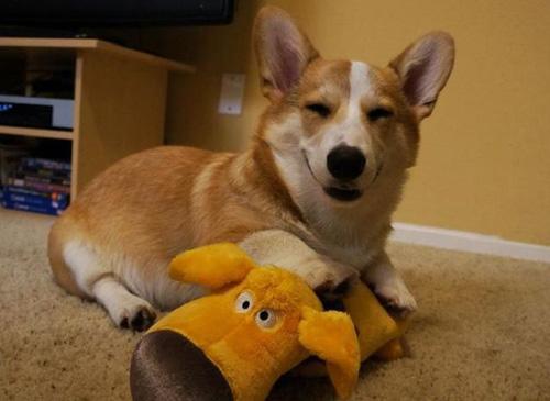 柯基犬喂食大忌,柯基犬喂食禁忌