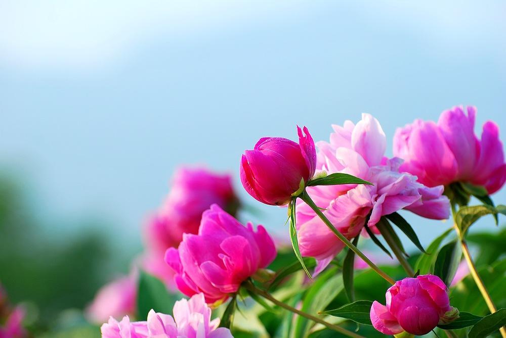 芍药怎样养护才能保持长久,芍药促花小技巧这样养开花更旺盛