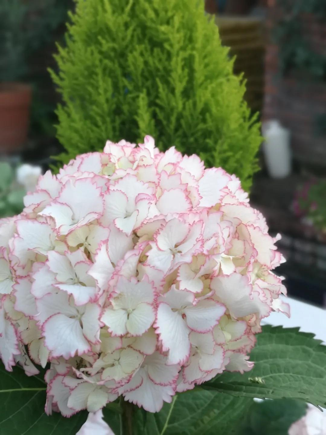 一加仑绣球长几年能长大,绣球扦插苗如何让其快速长大