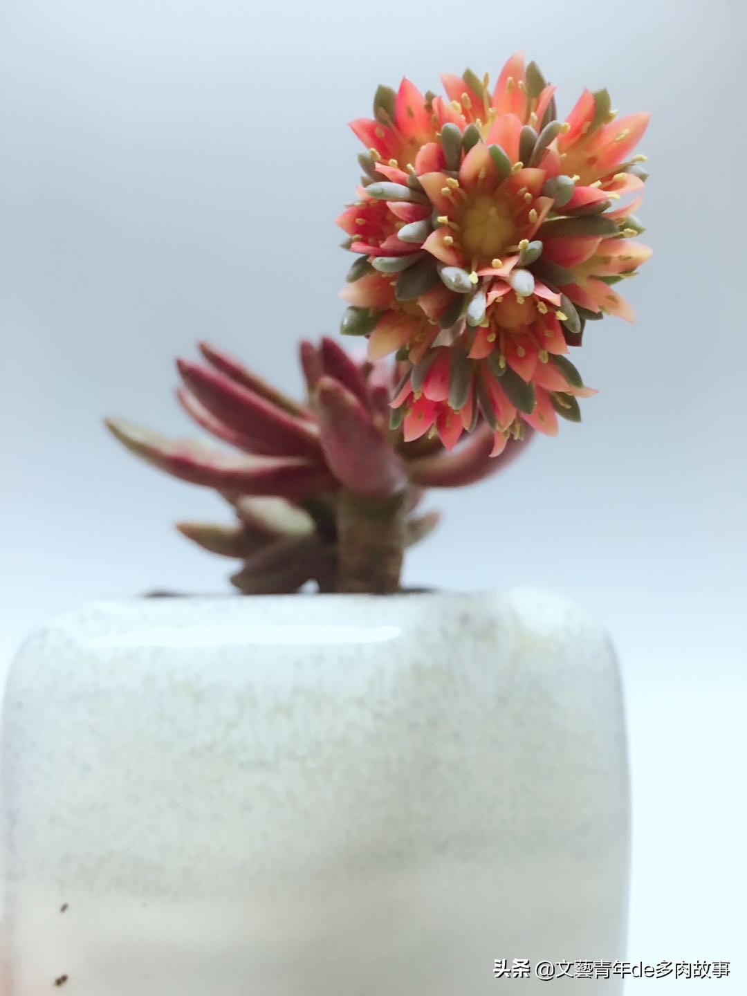 锦晃星多肉开花后花剑怎么处理,多肉长花了影响多肉长大吗