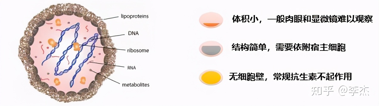 细胞被支原体污染怎么处理,细胞培养如何应对支原体污染