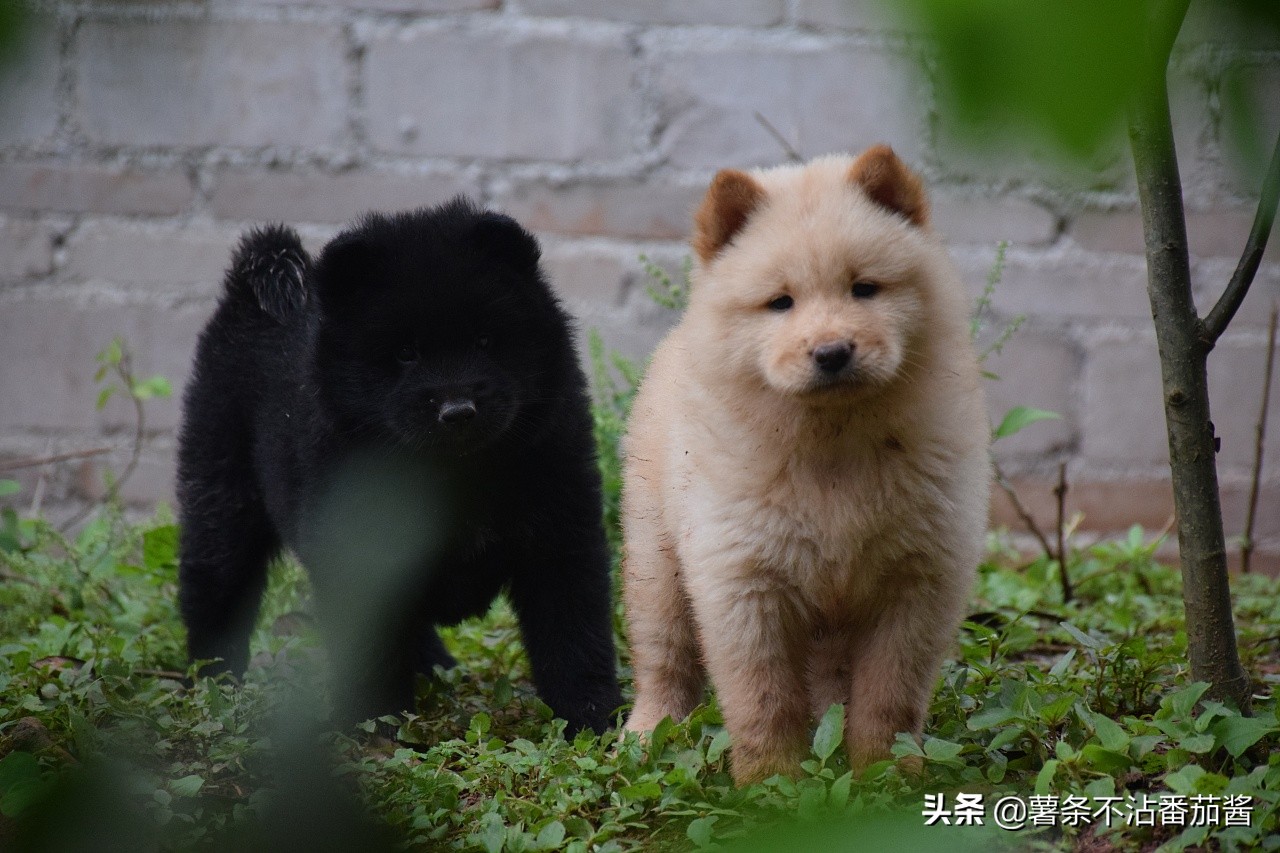 高颜值肌肉奶狗,什么样的小奶狗最可爱