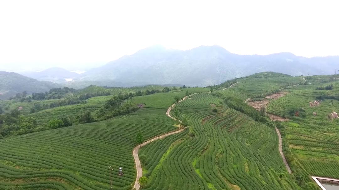 坦洋工夫红茶与普通红茶的区别,岩茶和坦洋工夫红茶的当家品种