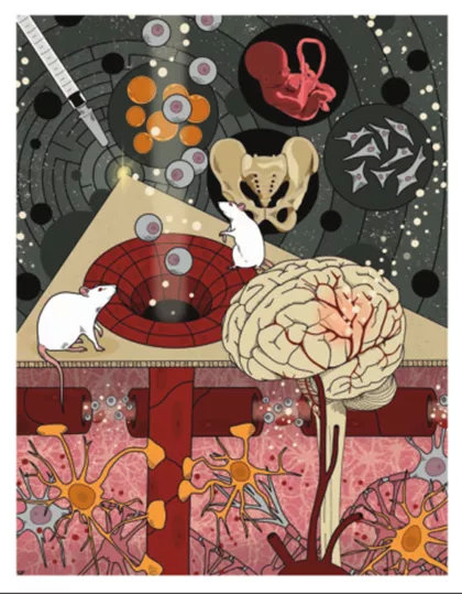 最新干细胞治疗脑卒中临床招募,上海干细胞治疗脑卒中临床