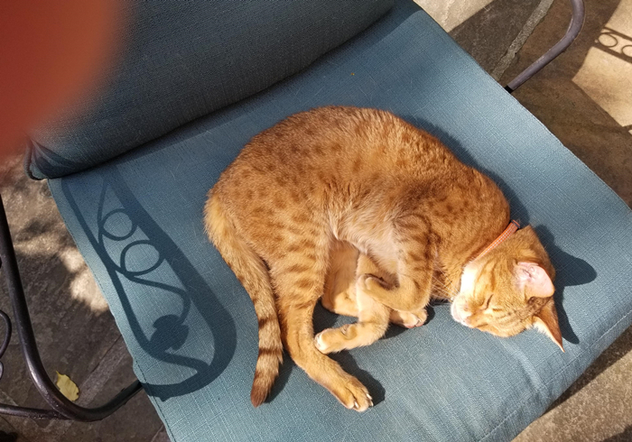 猫咪铲屎官必须知道的事情,猫咪肺部肿瘤症状及治疗方法