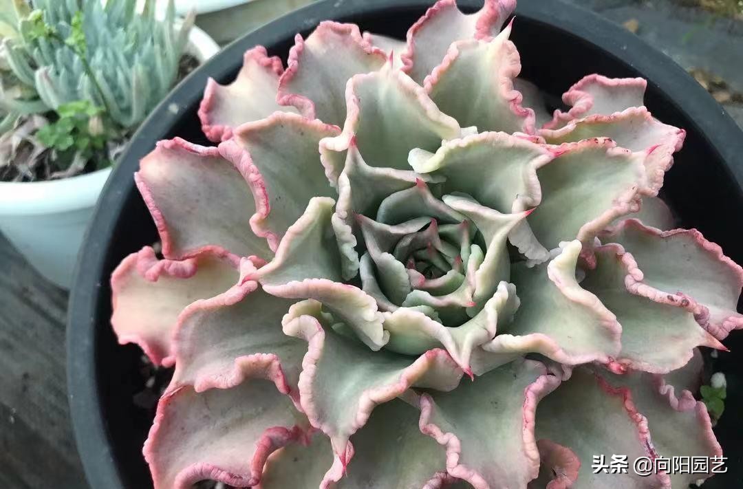 好看好养的植物推荐,最受欢迎的10大多肉品种
