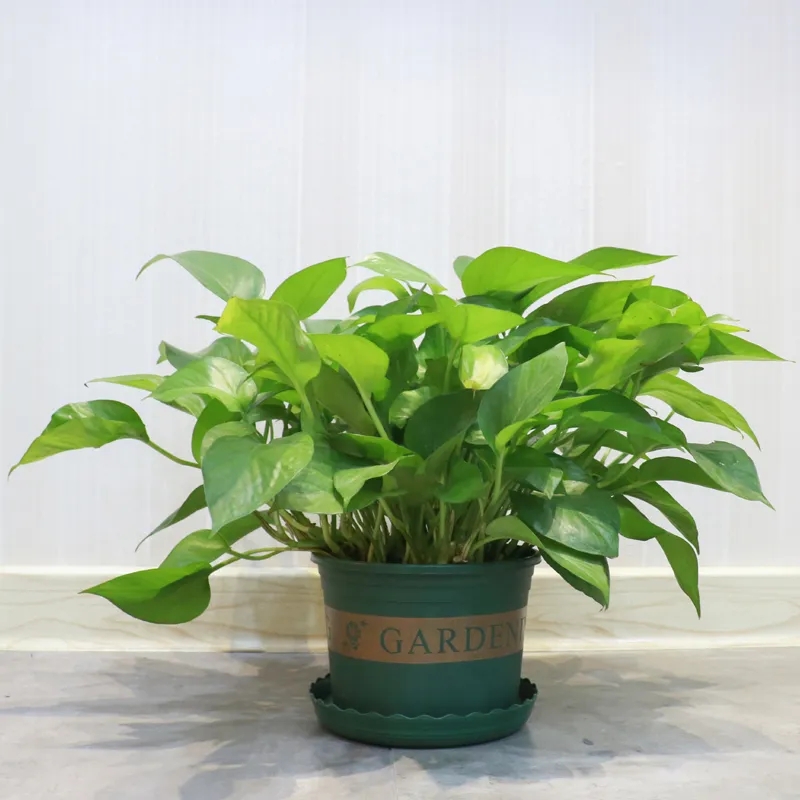 绿萝晒伤怎么补救最快,绿萝被晒伤的表现是什么怎么补救