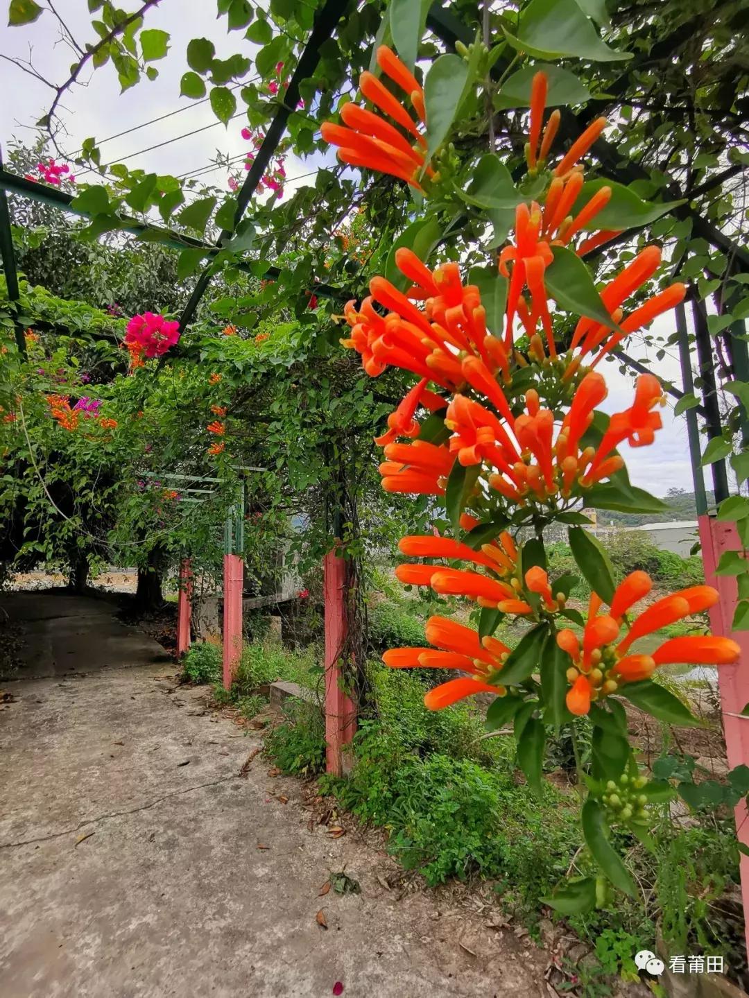 莆田快乐农庄风景视频,莆田华林快乐农庄