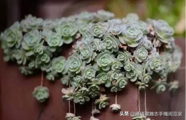 365种多肉图谱大全,365种鲜花图册大全