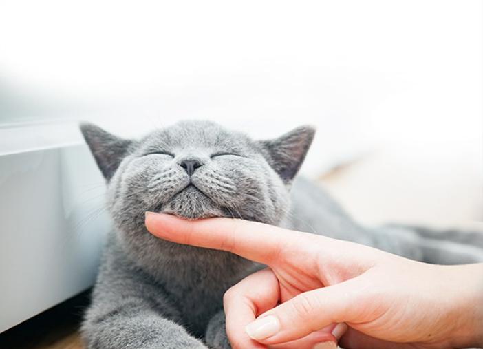 幼猫粮口碑最好的十大猫粮测评,猫粮幼猫粮推荐