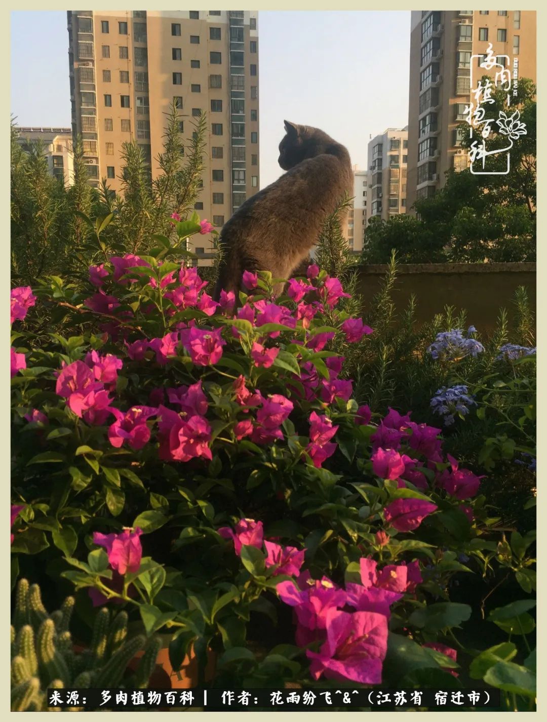 我家老臧：从反对到爱屋及乌的多肉守护人