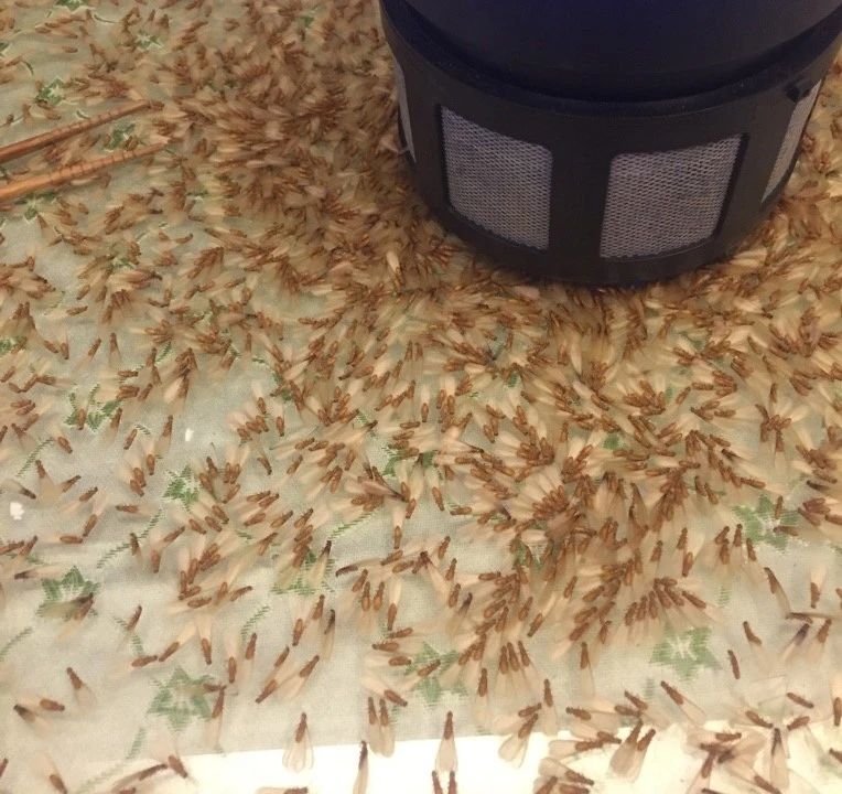 雨后爆发的飞蚁,靠超强繁殖苟了2亿年却沦为“优质蛋白来源”