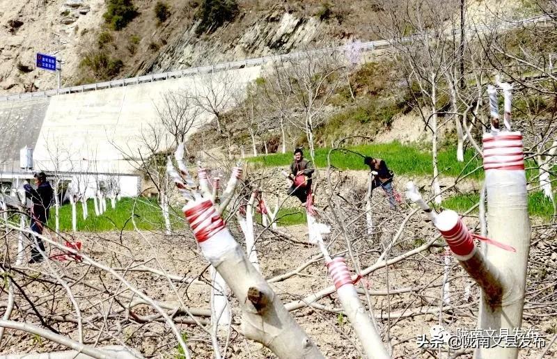 文县乡村振兴新闻,文县乡村振兴从春天启程