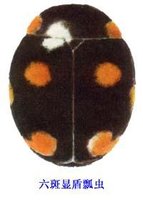 瓢虫是甲虫吗,瓢虫与甲虫形态的主要区别