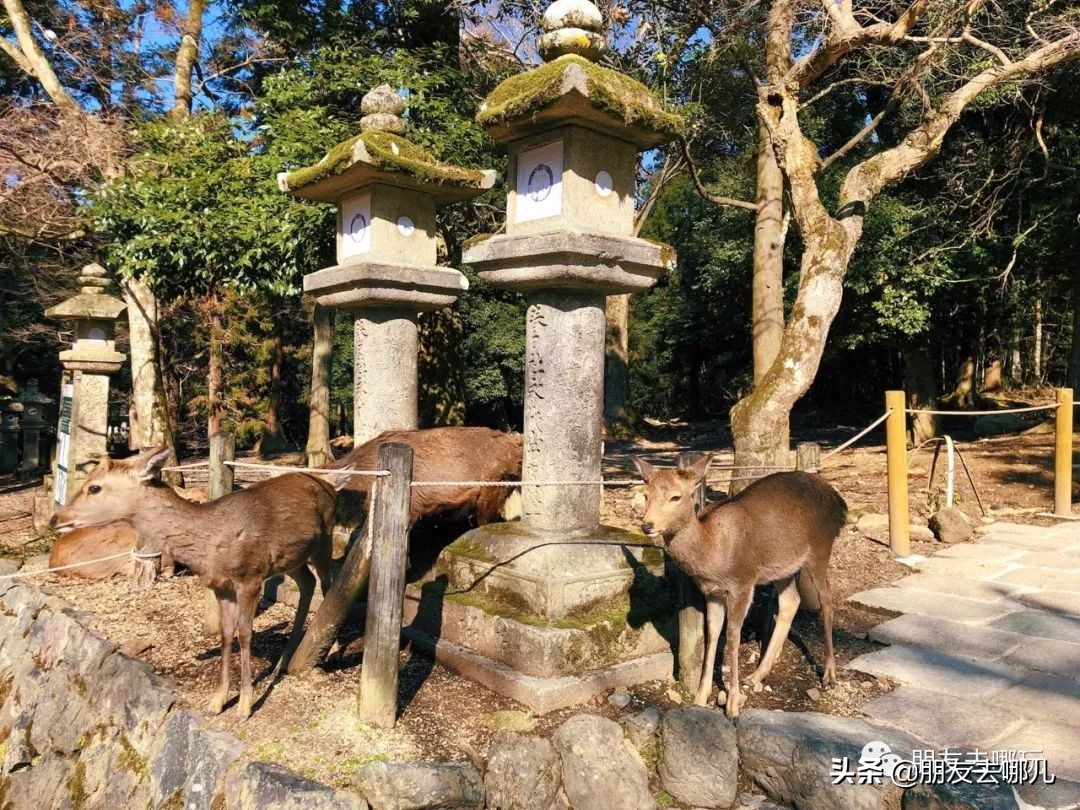 日本大阪京都自由行攻略大全,大阪京都奈良旅游攻略自由行