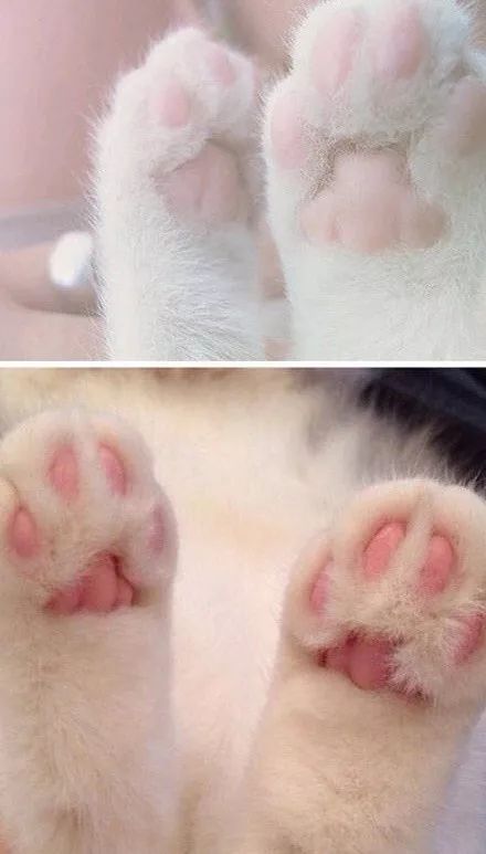 你买的不是猫爪杯，而是不被“相对剥夺”