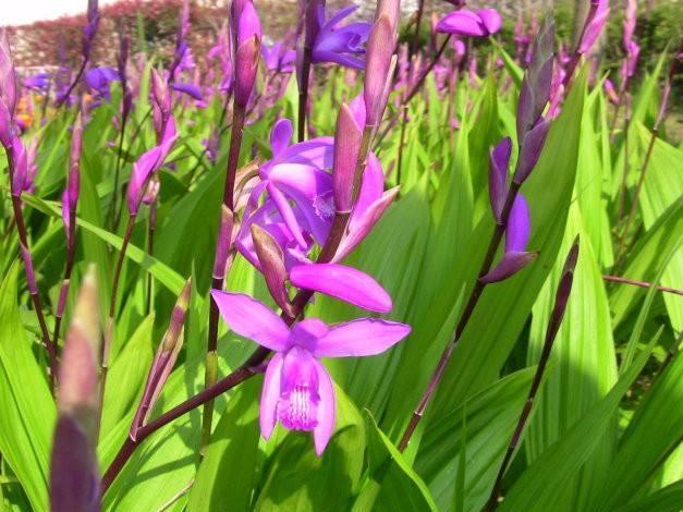 致富经种植的白芨,农村种植白芨项目怎么样