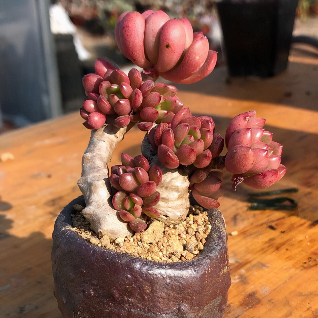 多肉叶片的灰尘怎样处理,怎么清理多肉灰尘视频讲解