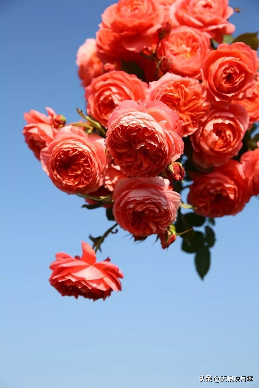 天狼月季优惠活动时间,天狼月季618活动