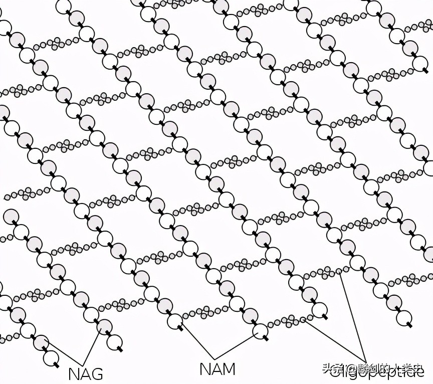 地球生物的基础知识,从单细胞生物进化到人类全过程