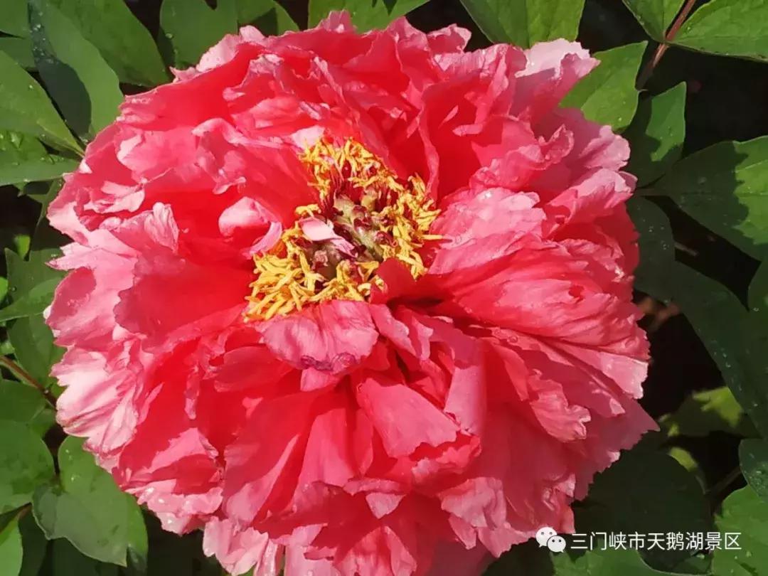 三门峡天鹅湖湿地公园牡丹苑,三门峡天鹅湖牡丹苑赏牡丹