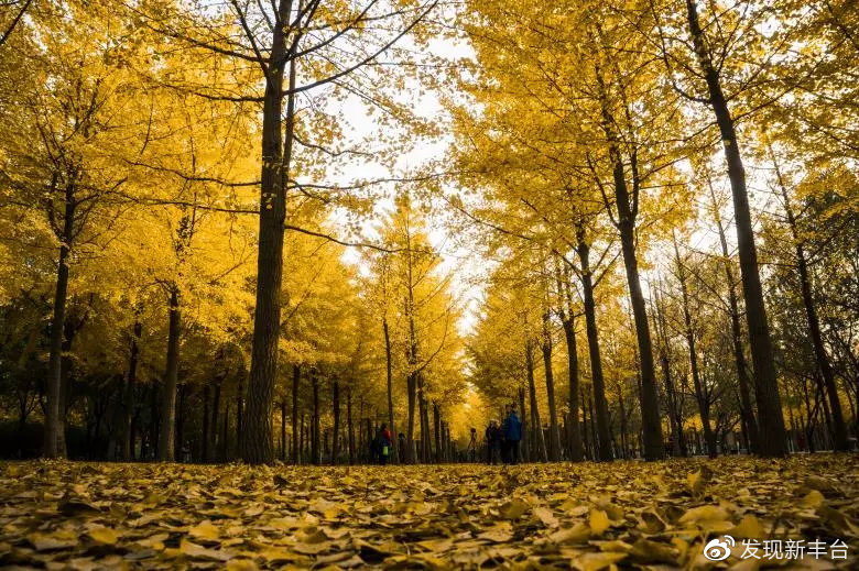 银杏公园秋色的美景,银杏公园秋景最美景点