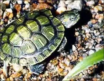 关于巴西龟的养龟小知识,养龟都是从巴西龟开始吗