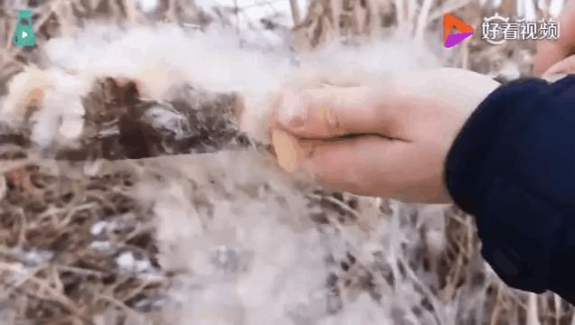 哪些植物可以打败满屏的普通僵尸,哪些植物秒杀小型僵尸